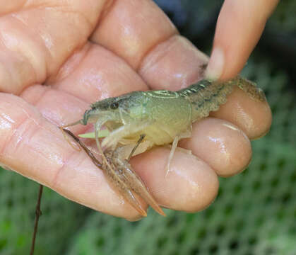 Image of White River Crayfish