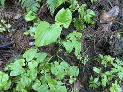 Image of Rumex maderensis Lowe