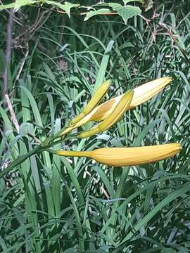 Слика од Hemerocallis lilioasphodelus L.