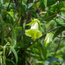 Image of Cobaea trianae Hemsl.