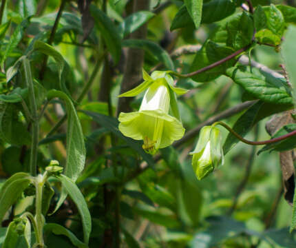 Image of Cobaea trianae Hemsl.