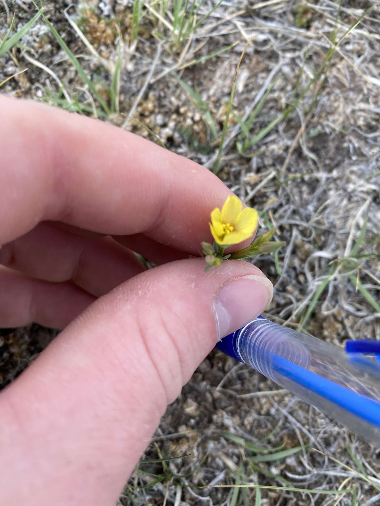 Image of Wyoming flax