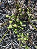 Image of Dwarf Burhead Pygmy Swordplant