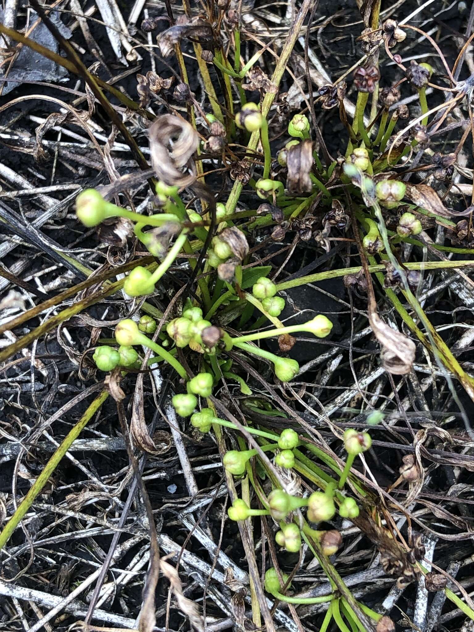 Image of Dwarf Burhead Pygmy Swordplant