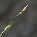 Image of Carex subebracteata (Kük.) Ohwi