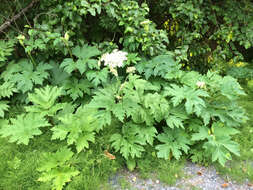 Image of American Cow-Parsnip