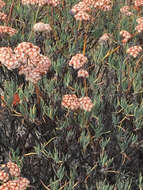 Image of Santa Cruz Island buckwheat