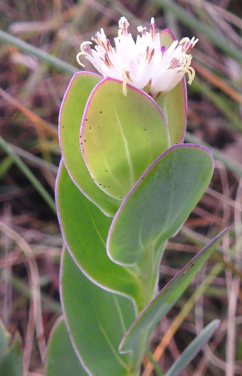 Image of Lopholaena disticha (N. E. Br.) S. Moore