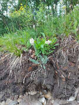 Image of Oxytropis baicalia (Pall.) Pers.