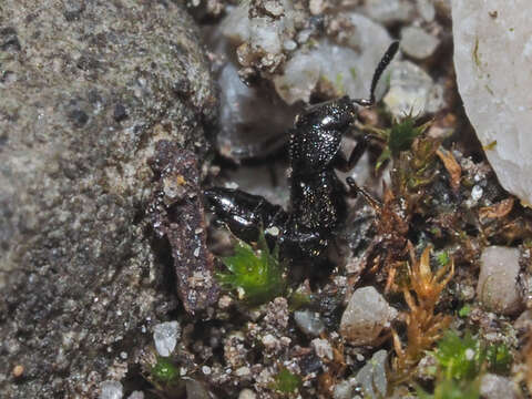 Image of Platystethus (Craetopycrus) capito Heer 1839