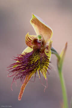 Calochilus paludosus R. Br.的圖片