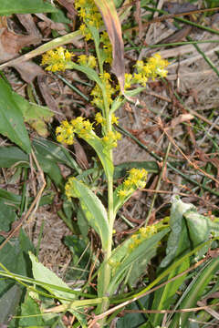 Plancia ëd Solidago erskinei B. Boiv.