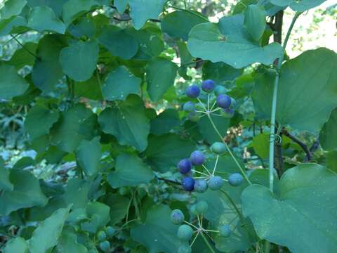 Smilax jamesii G. A. Wallace resmi