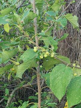 Image of Colubrina yucatanensis (M. C. Johnst.) G. L. Nesom