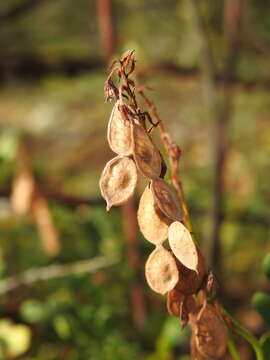 Plancia ëd Hedysarum boutignyanum (A. Camus) Alleiz.