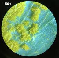 Image of Puccinia oxalidis Dietel & Ellis 1895