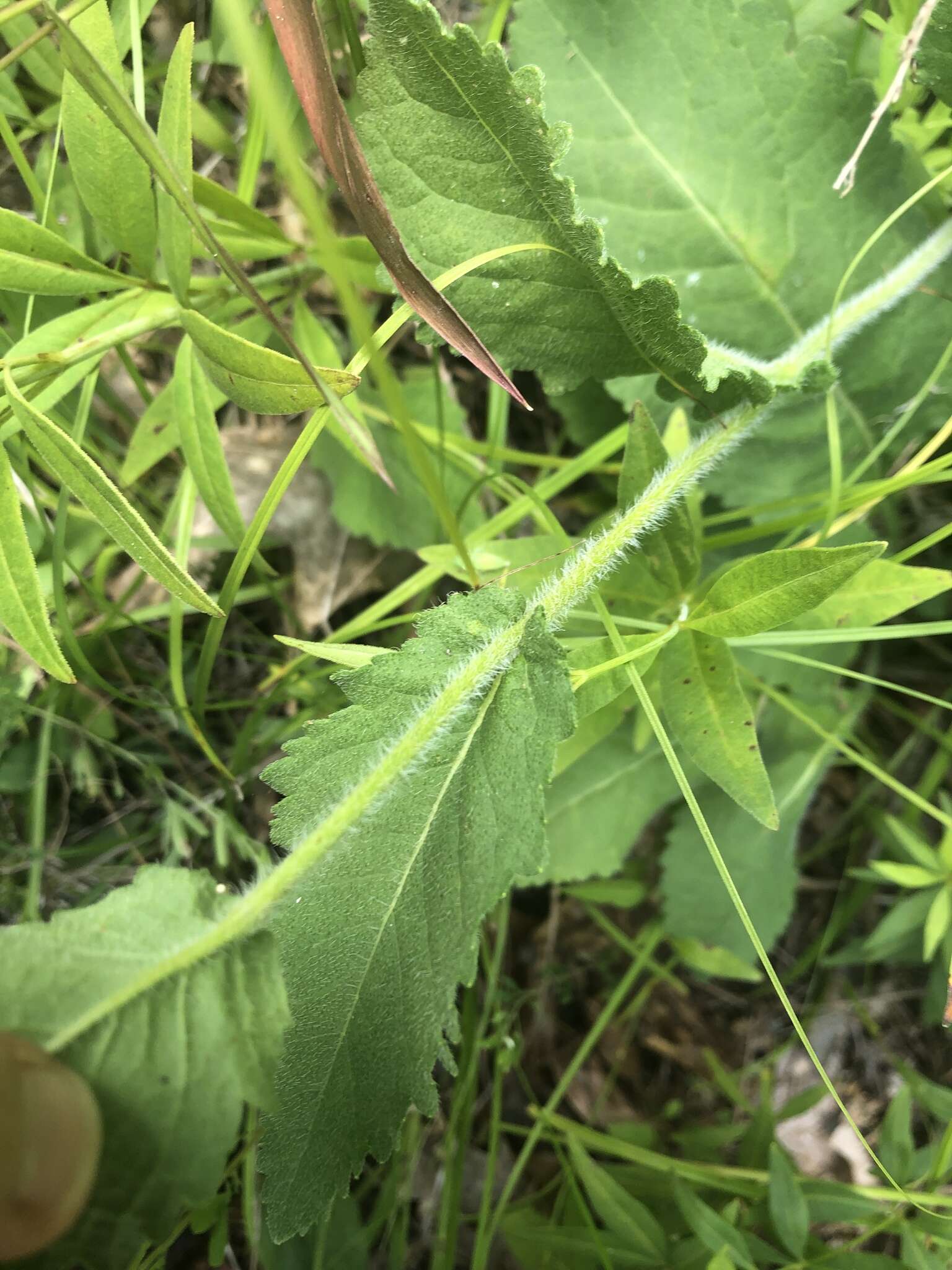 Sivun Parthenium auriculatum Britt. kuva