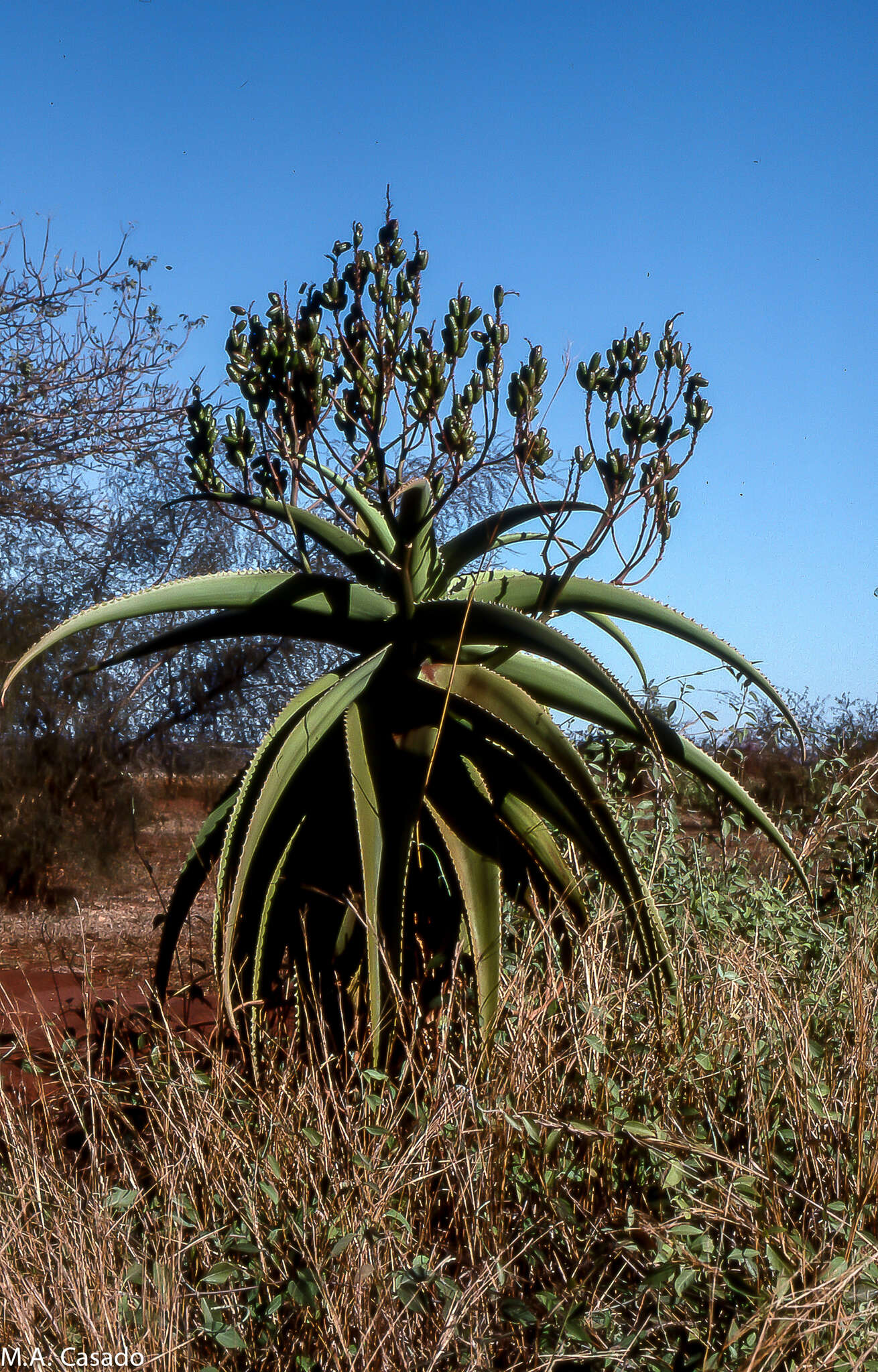 صورة Aloe vaombe Decorse & Poiss.