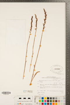 Image of Case's lady's tresses