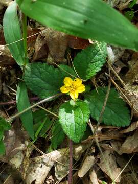 Image of green and gold