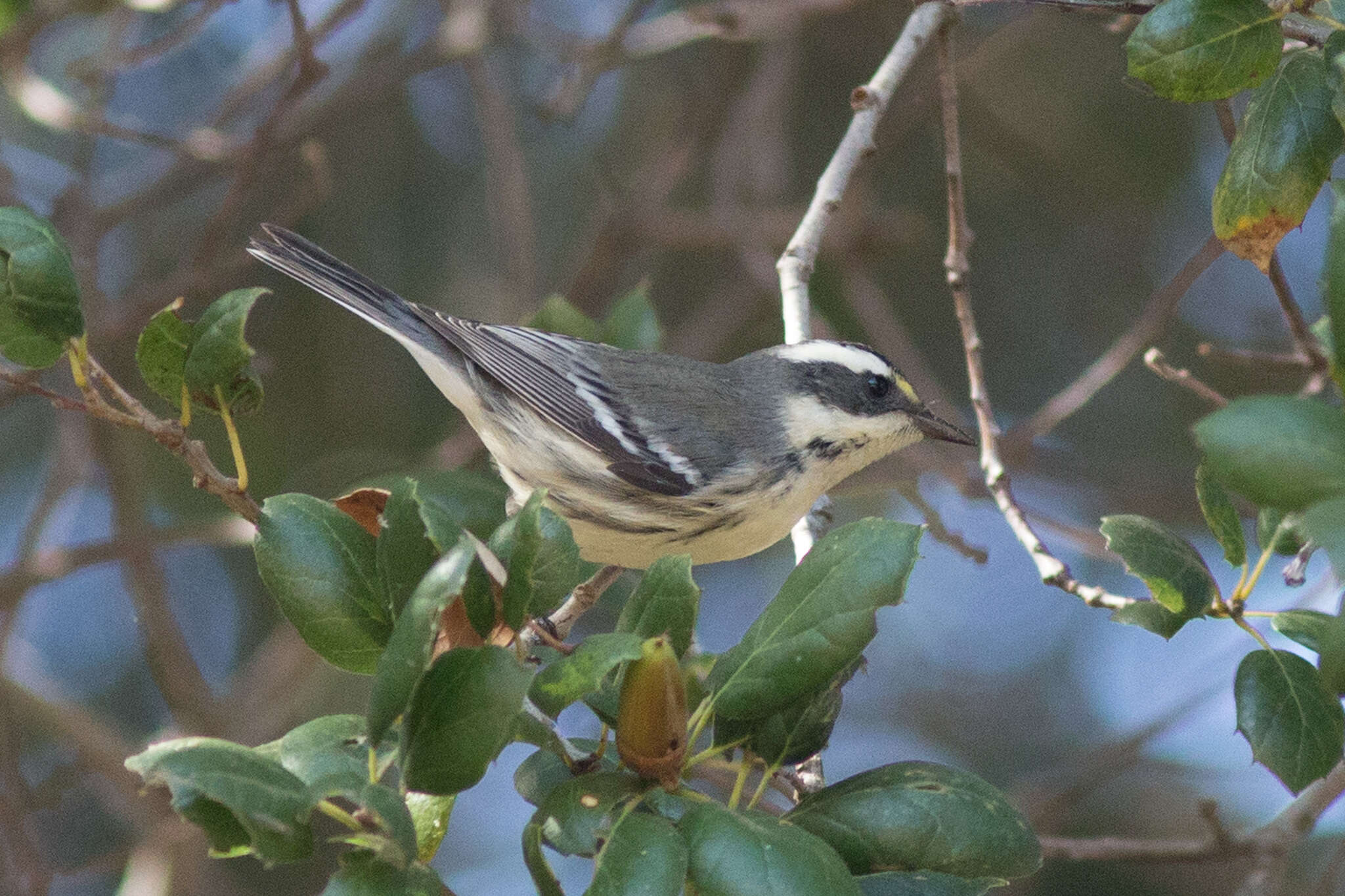 Image of Black-throated Grey Warbler