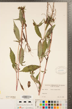 Image of purplestem beggarticks