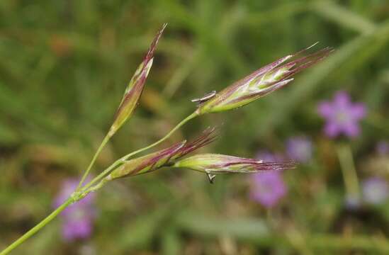 Image de Danthonia californica Bol.