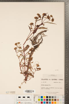 Image of purplestem beggarticks