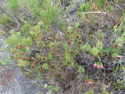 Plancia ëd Protea scolymocephala (L.) Reich.