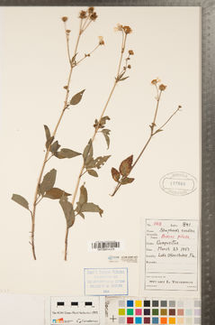 Image of hairy beggarticks