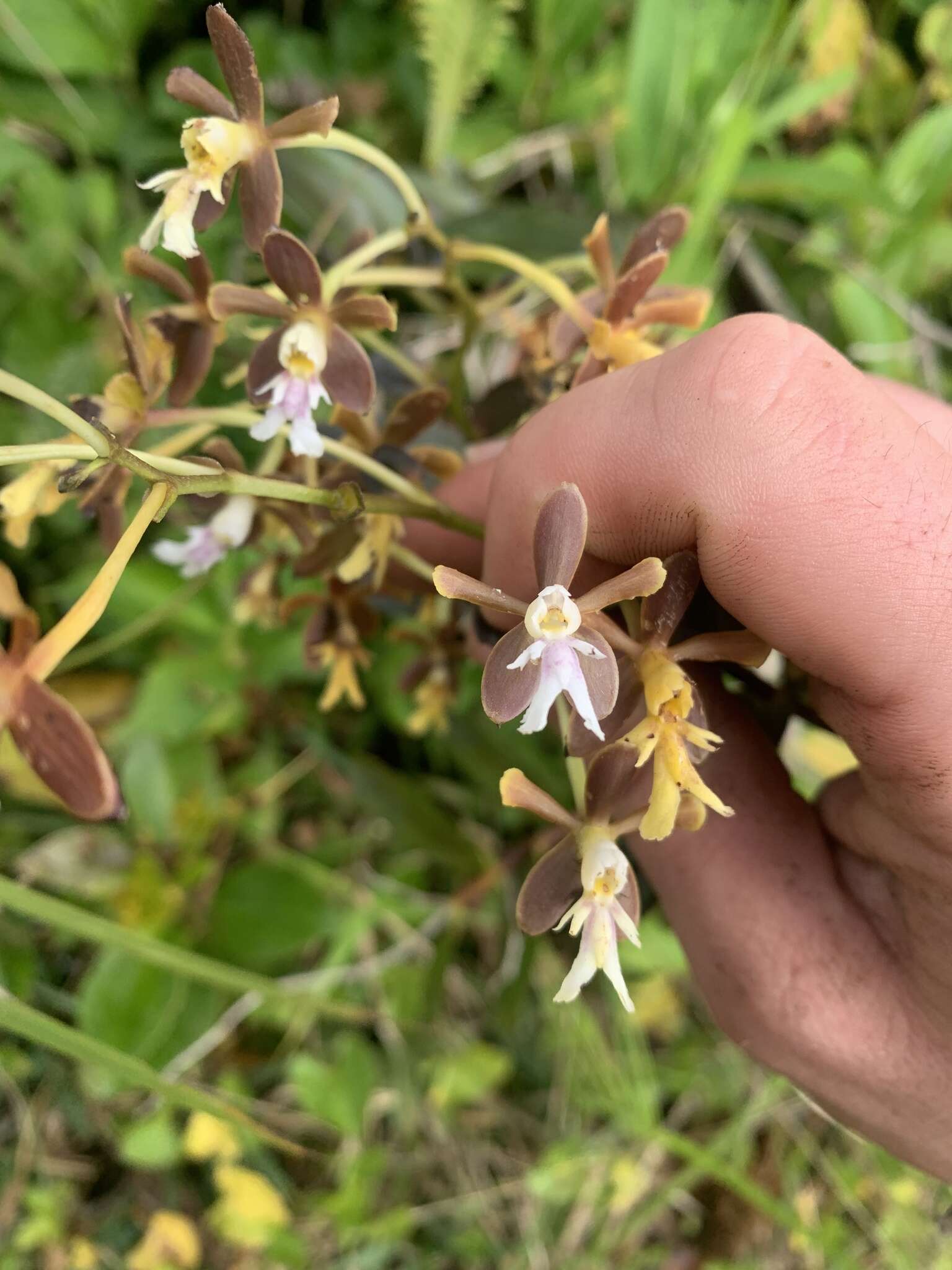 Image of Epidendrum exasperatum Rchb. fil.