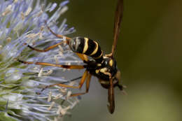 Image of Conops scutellatus Meigen 1804