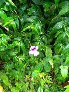 Image of Spotless Violet Torenia