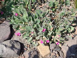 Imagem de Pelargonium ovale subsp. hyalinum L. Hugo