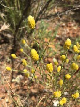 Image of Siloxerus tomentosus (Wendl.) Ostenf.