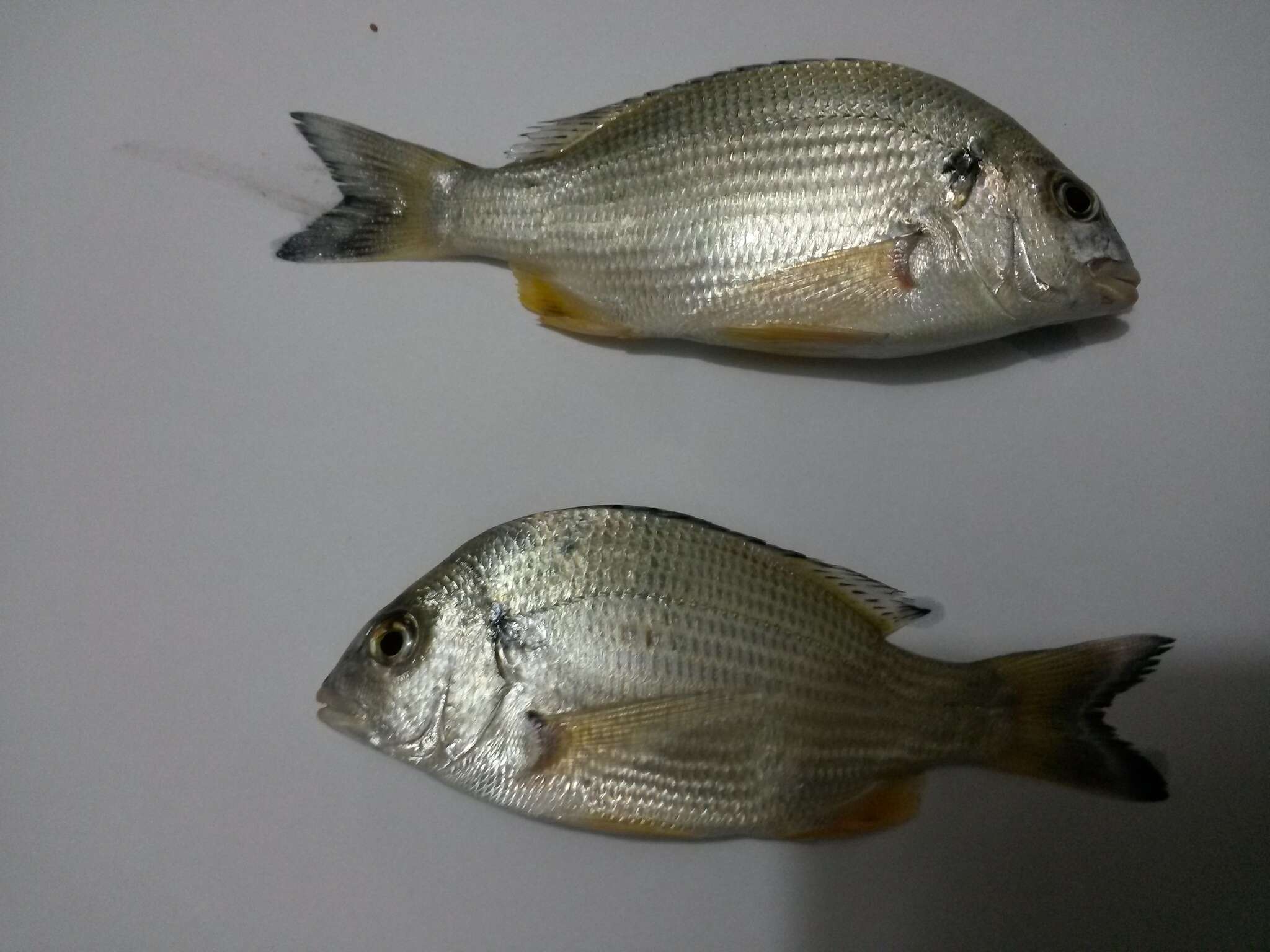 Image of Spotted yellowfin seabream