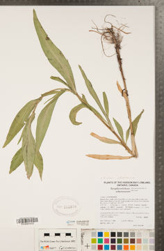 Image of Robyns' American-Aster