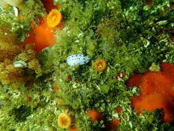 Image of Cape dorid