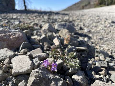 Image of Snow Mountain beardtongue