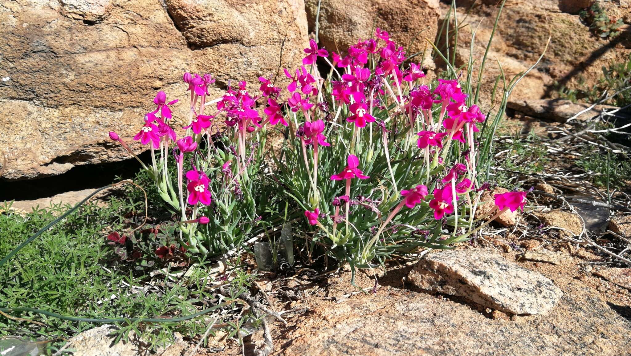 Image of Lapeirousia silenoides (Jacq.) Ker Gawl.