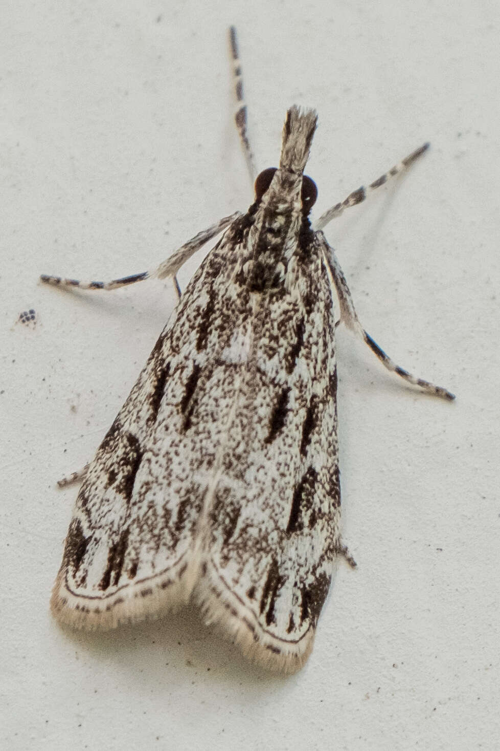 Image of Striped Eudonia