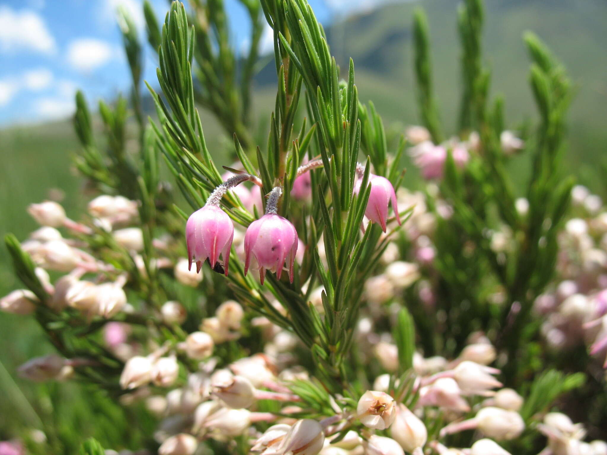 Plancia ëd Erica straussiana Gilg