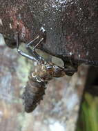 Image of Tropical Cascade Darner