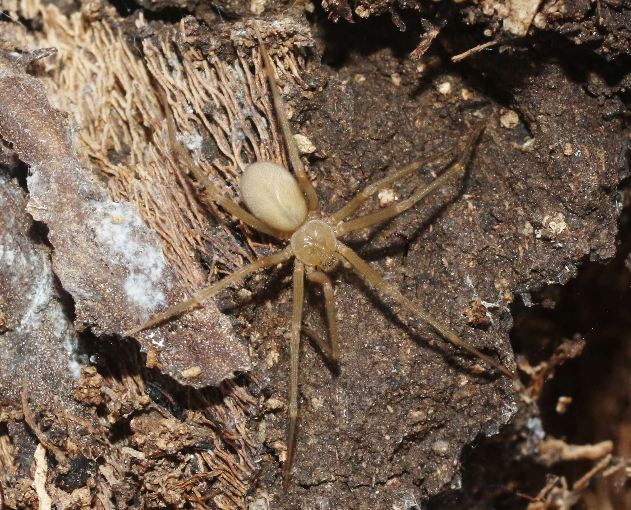 Image of Desert Recluse