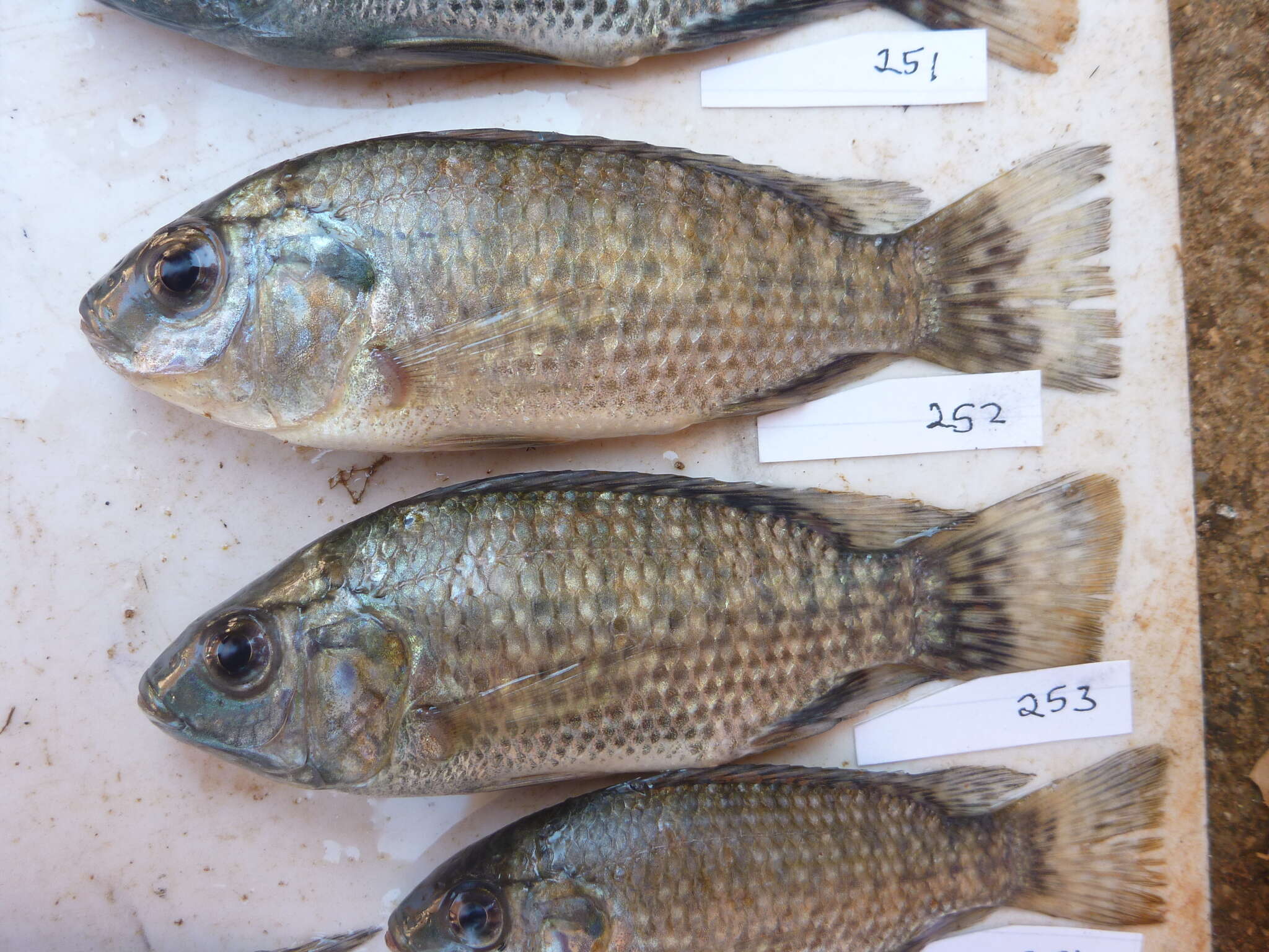 Imagem de Oreochromis leucostictus (Trewavas 1933)