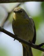 Image de Setophaga petechia gundlachi (Baird & SF 1865)