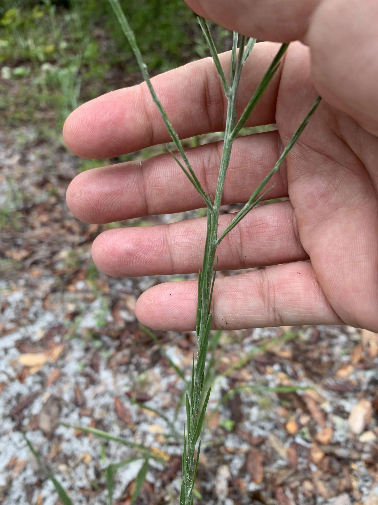 Image of <i>Pityopsis <i>graminifolia</i></i> var. graminifolia