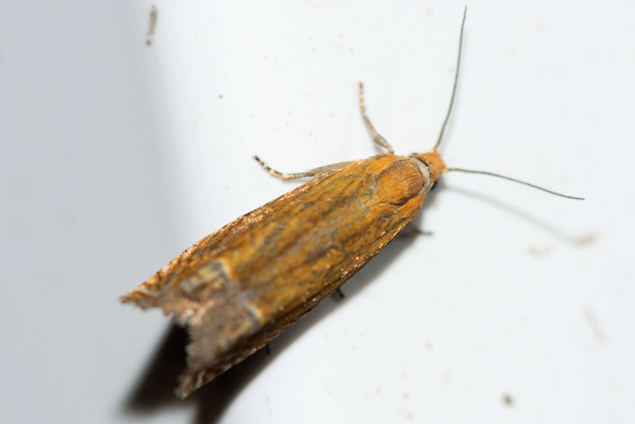 Image of Lathronympha