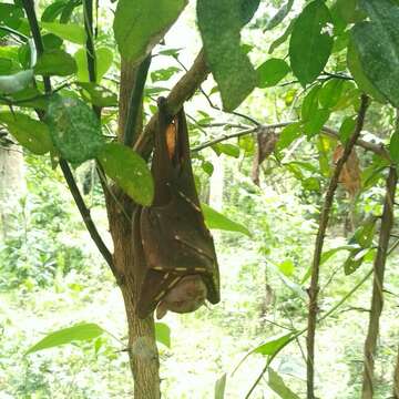 Image of Pallas's Tube-nosed Bat