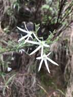 Image of Anthocercis angustifolia F. Müll.